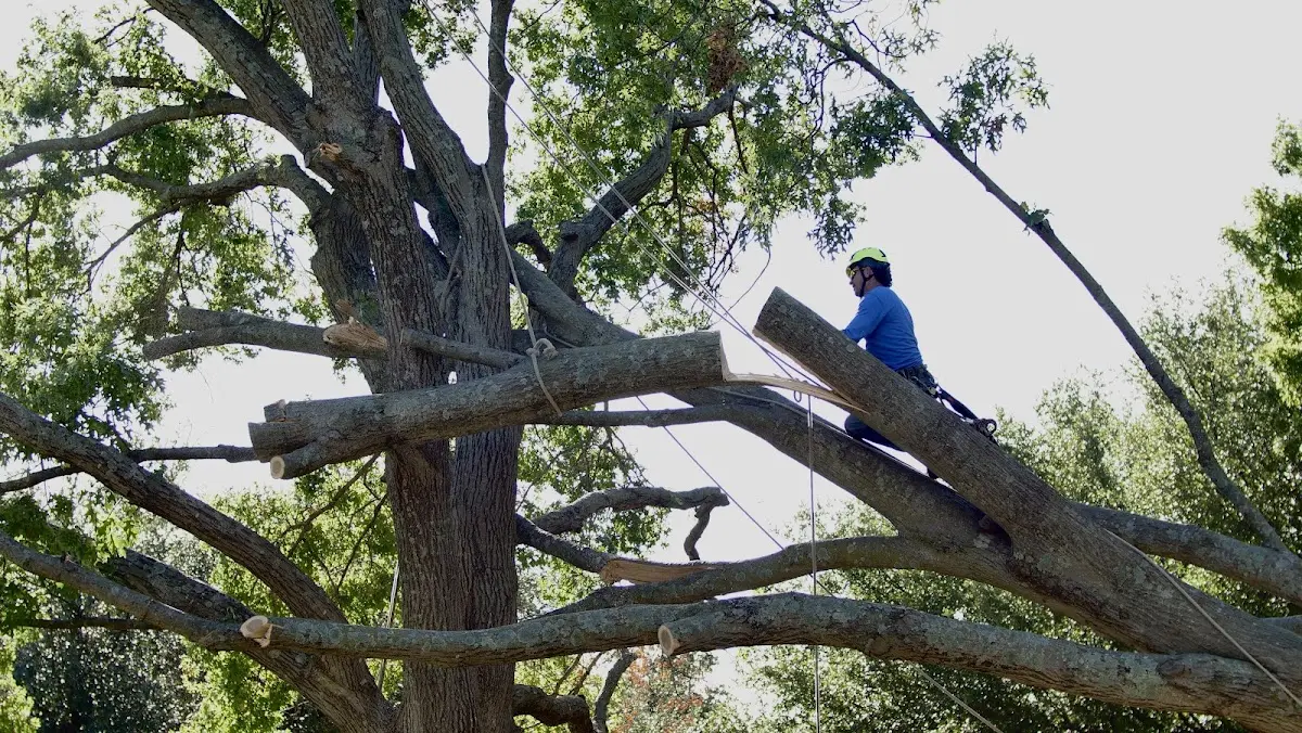 Professional Hazardous Tree Removal performed by certified arborists in Sanderson