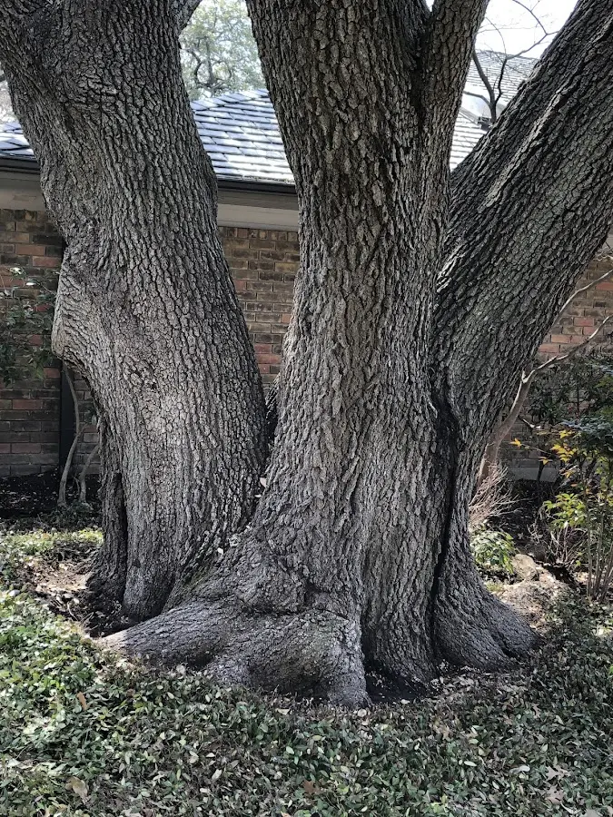 Mature heritage tree close to a Sanderson property cared for by certified arborists