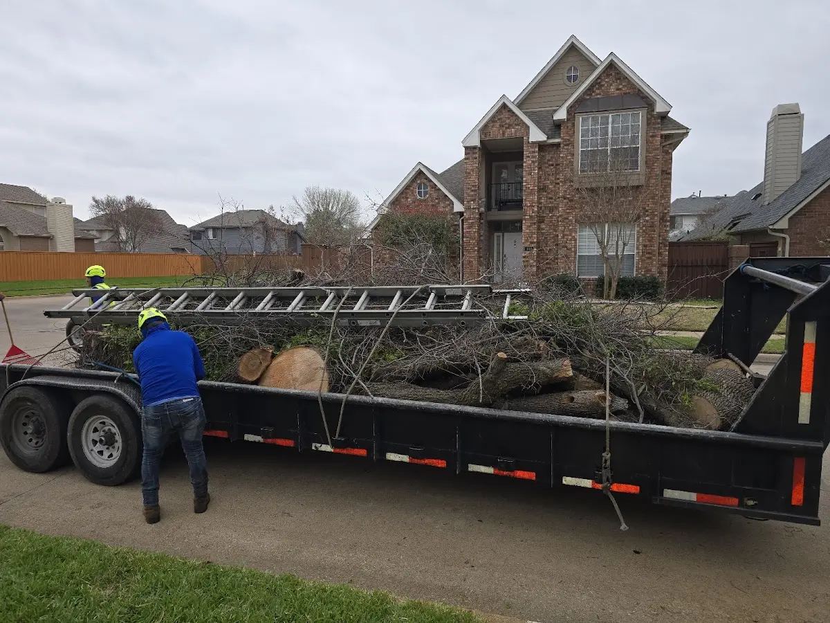 Expert Tree Pest Control with proper safety equipment in Sanderson